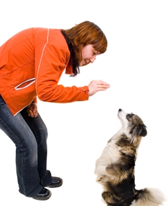 Want to improve your office productivity and employee morale? Think like an animal trainer.
