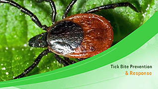Tick Bite Prevention And Response thumbnails on a slider